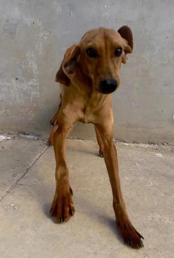Nina Segugia 3anni tg medio piccola,in canile! AGRIGENTO Foto 2